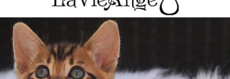 LaVieAnge | Bengal Cat Breeders NY