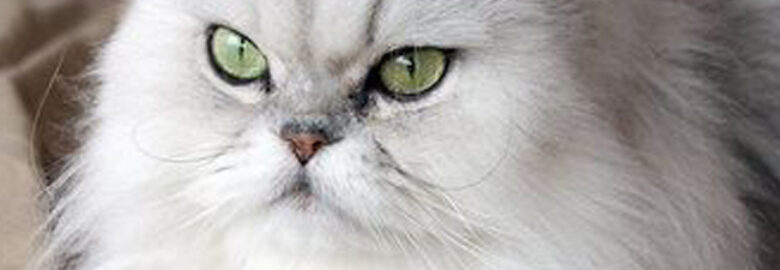 Persian Cat Pet Insurance